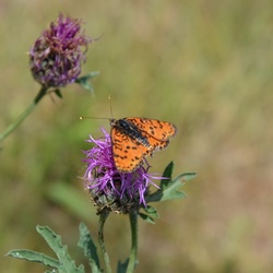 2015-07 Savoie/Jarrier/DSC_0021.JPG